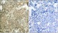 Phospho-Cofilin-S3 Antibody